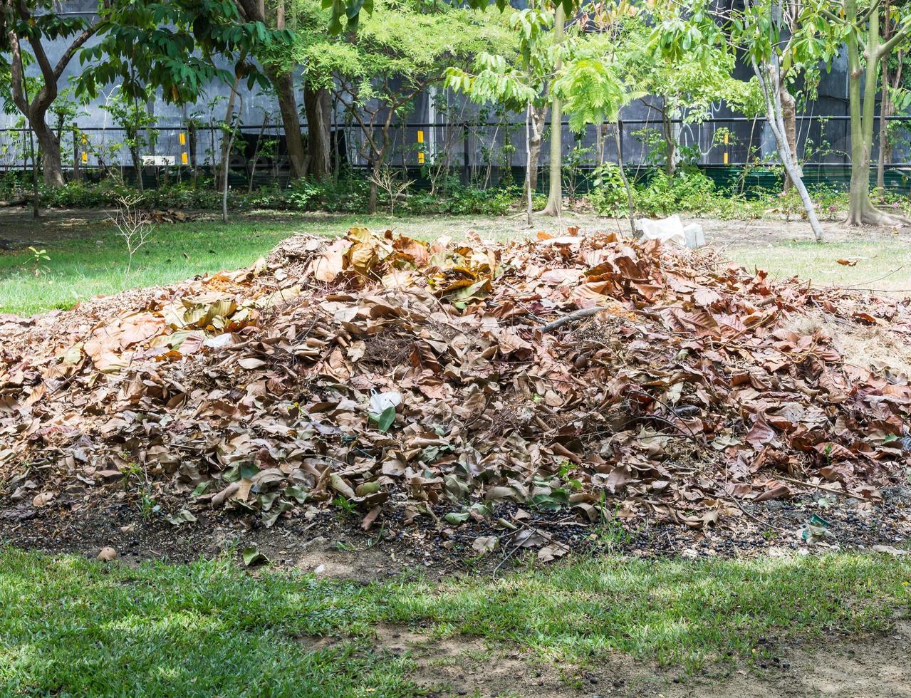 Pile of the dry leaves. photo