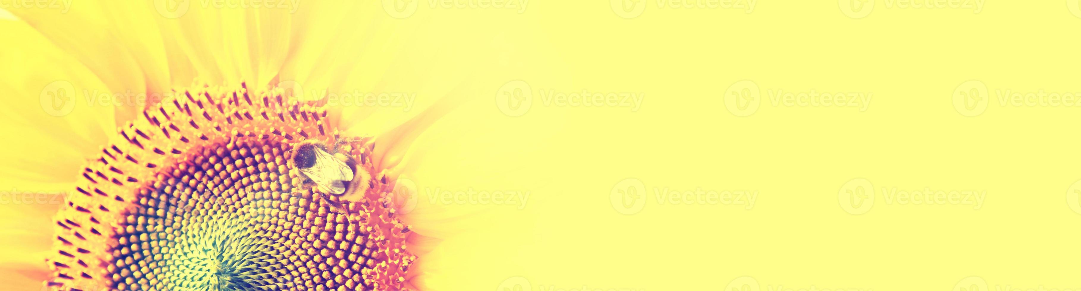Beautiful sunflower on daytime with a bee photo