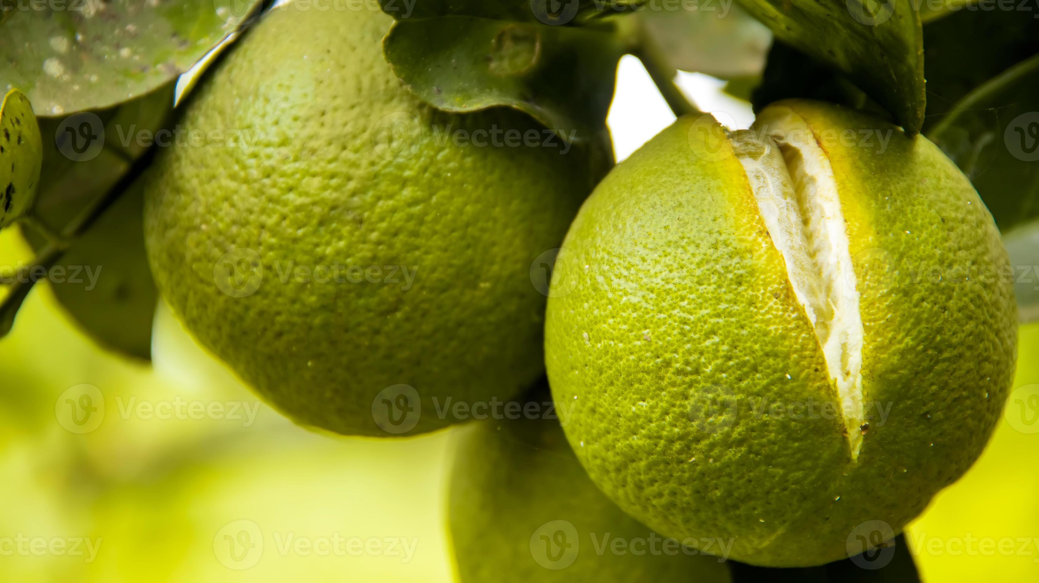 Unripe orange cracked to the inside. Cracked orange fruit hanging on an
