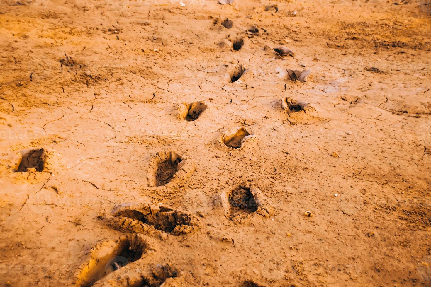 Traces of Foot Step in a muddy area photo