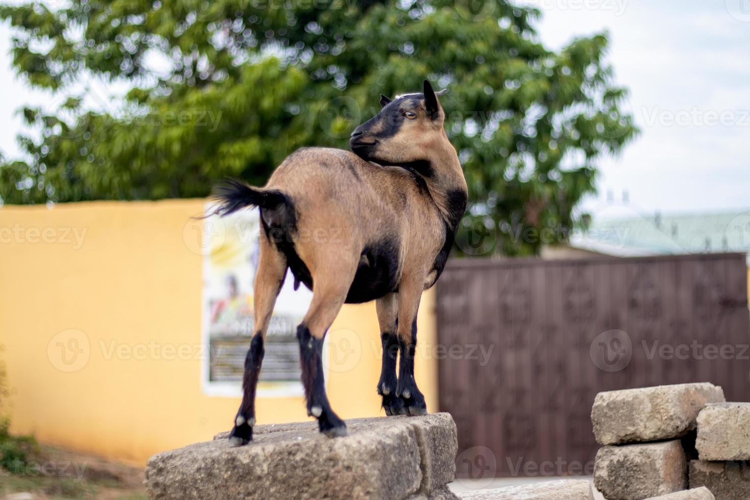 Female brown goat standing on a pile of block photo