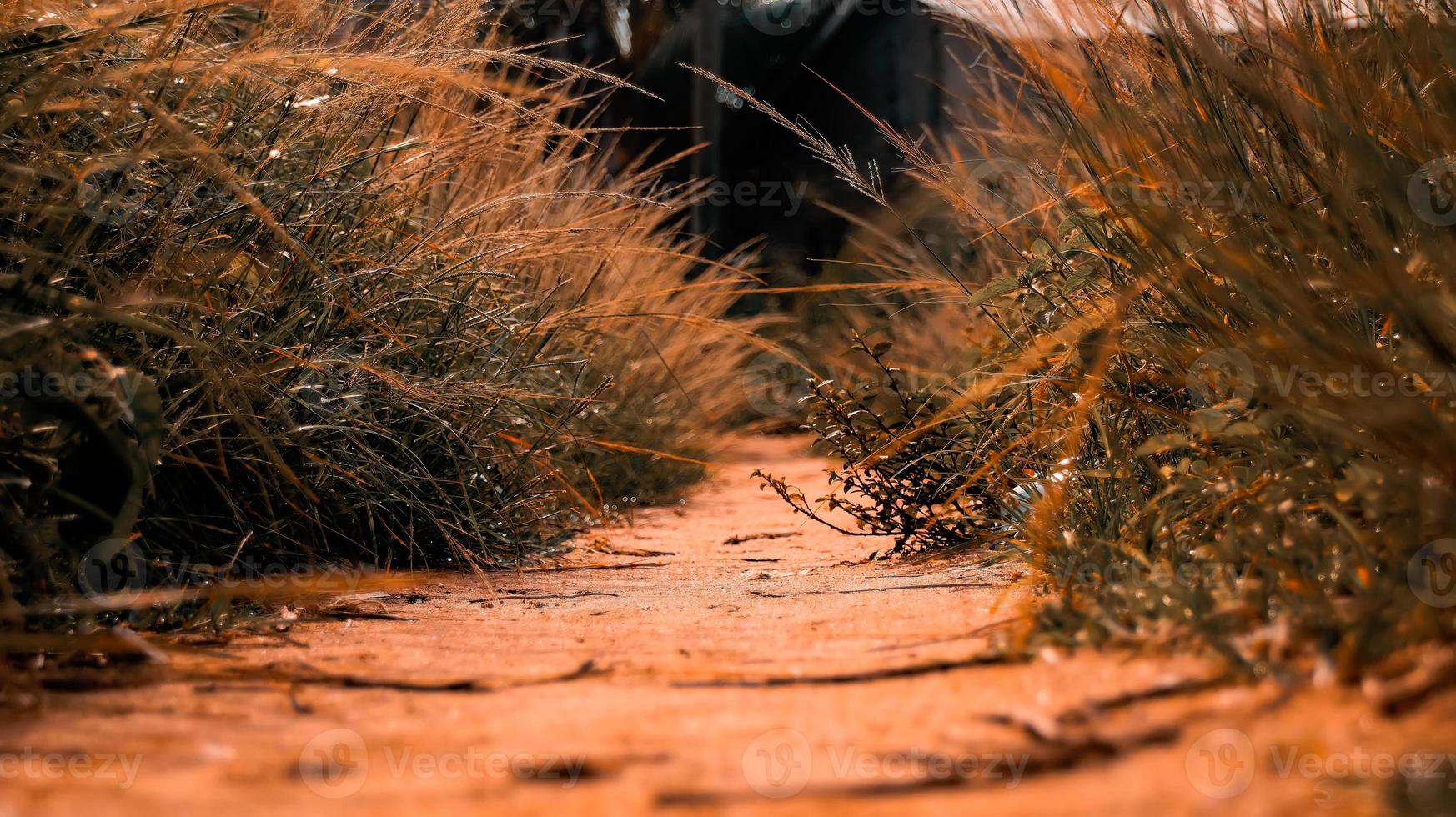 Low angle shot of a forest pathway. Walkway leading to the forest photo