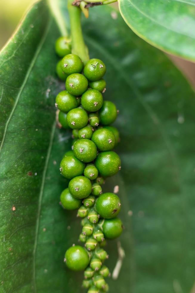 Chiang Mai Province, Thailand, 2022 - A fresh peppercorn branch against a pepper leaf. photo