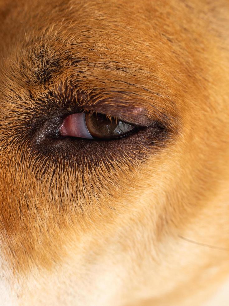 Chiang Mai, Thailand, 2022 Close-up photo of a dog's eye.