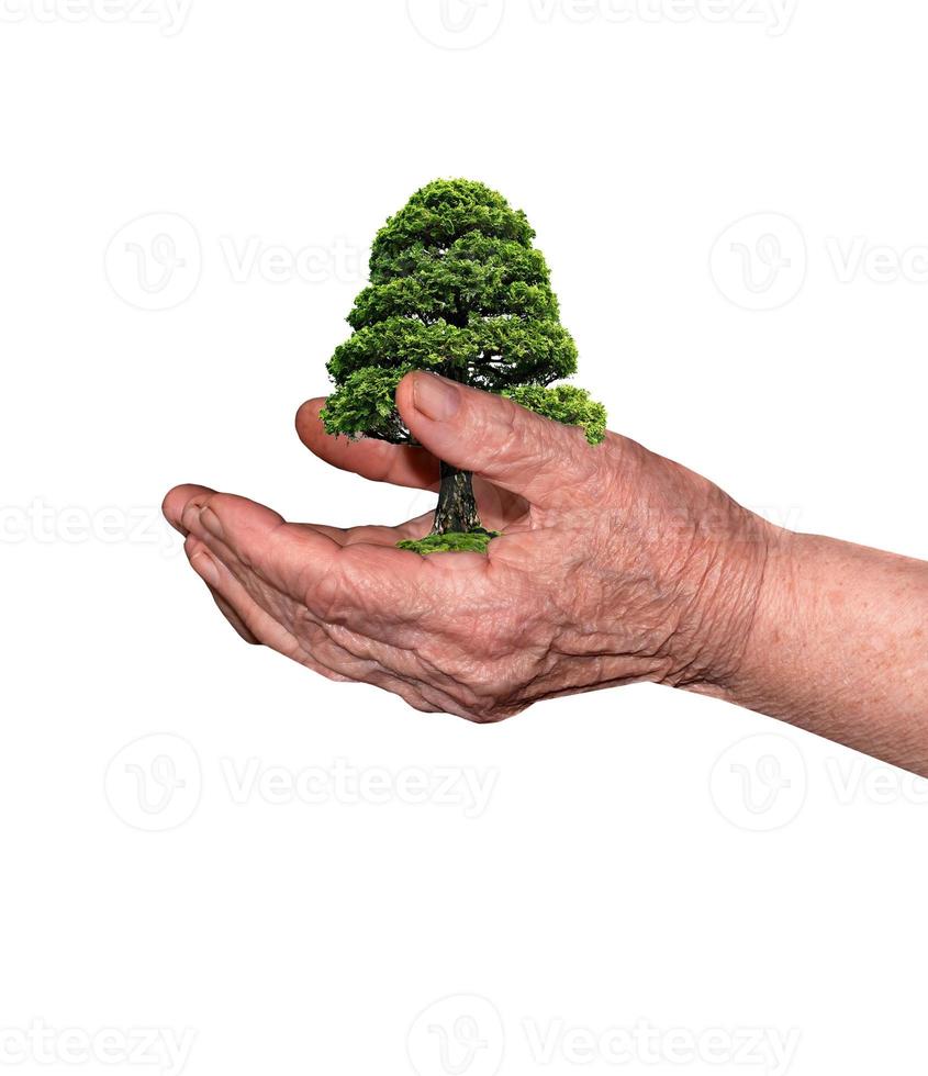 elderly hands and tree in hands photo