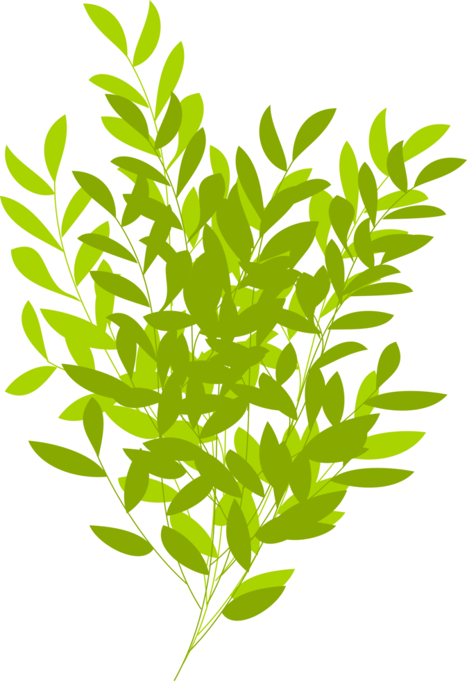 tree, tree bush, branch. foliage png