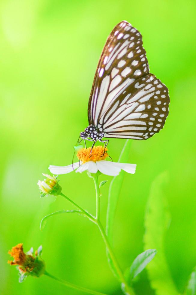 hermosas mariposas en la naturaleza están buscando néctar de flores en la región tailandesa de tailandia. foto