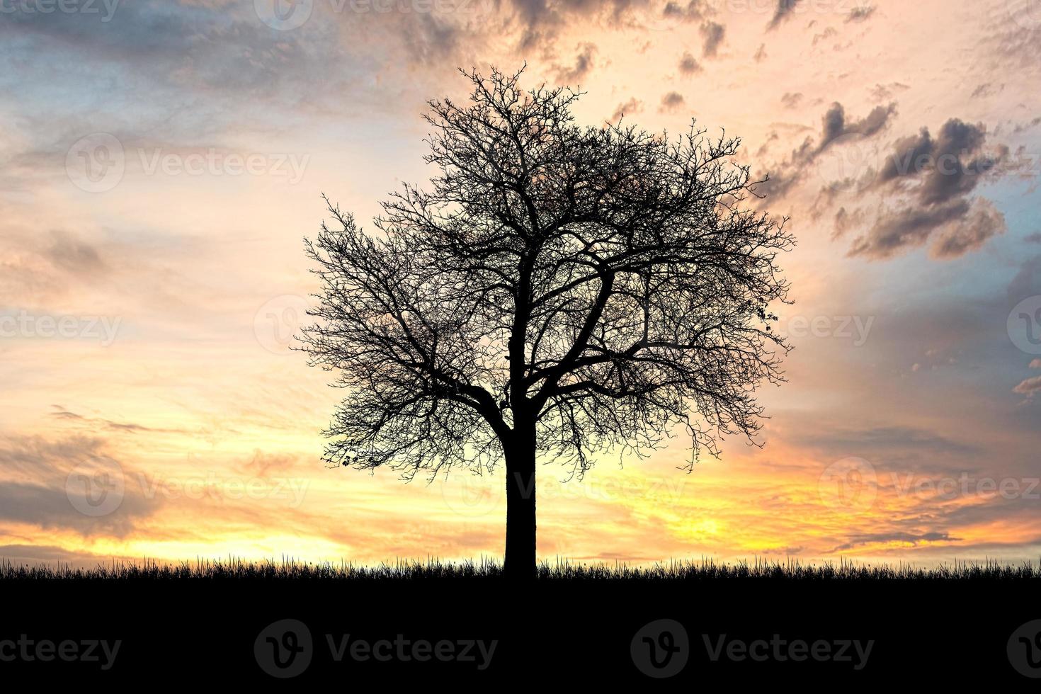 Silhouette Trees in the meadow with beautiful natural light. for use as a background photo