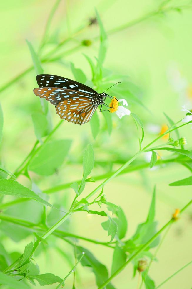 Beautiful butterflies in nature are searching for nectar from flowers in the Thai region of Thailand. photo