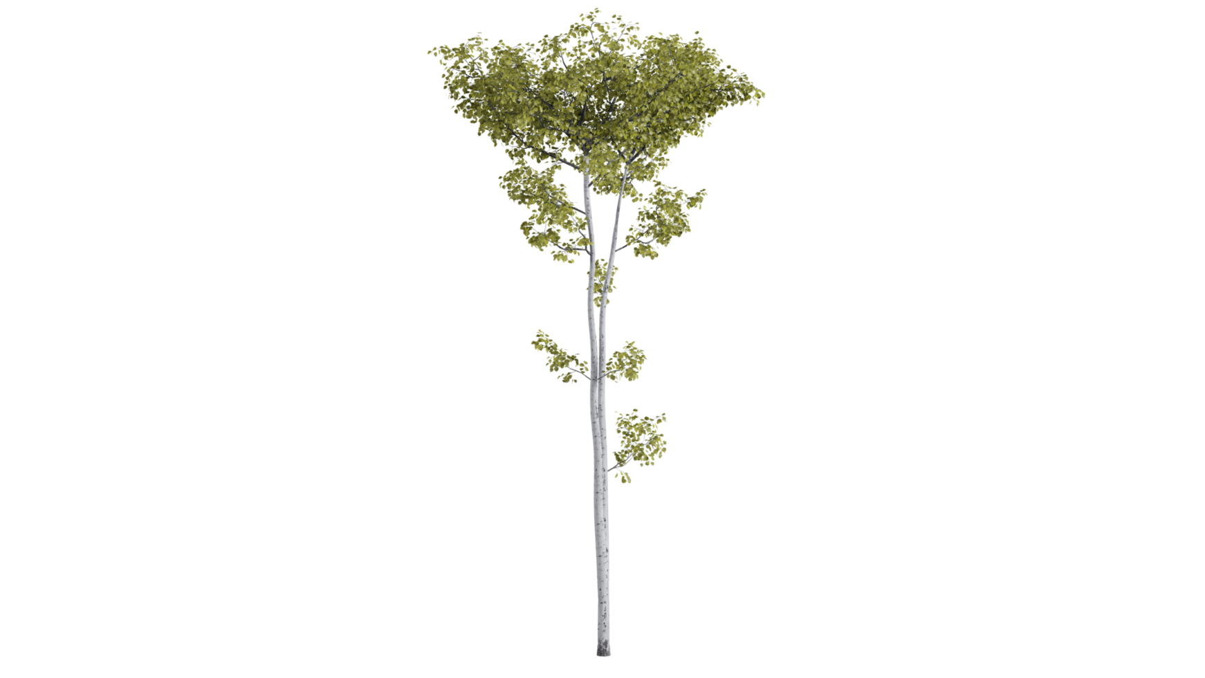 arbre forêt 3d png