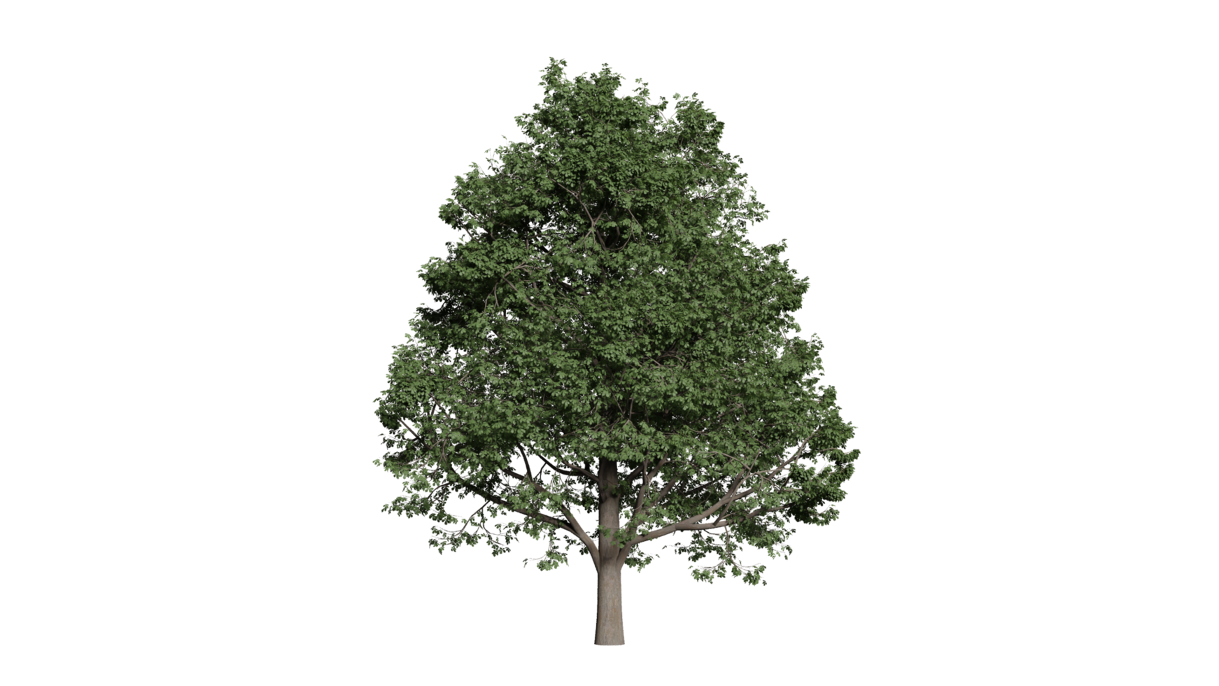 foresta di alberi 3d png