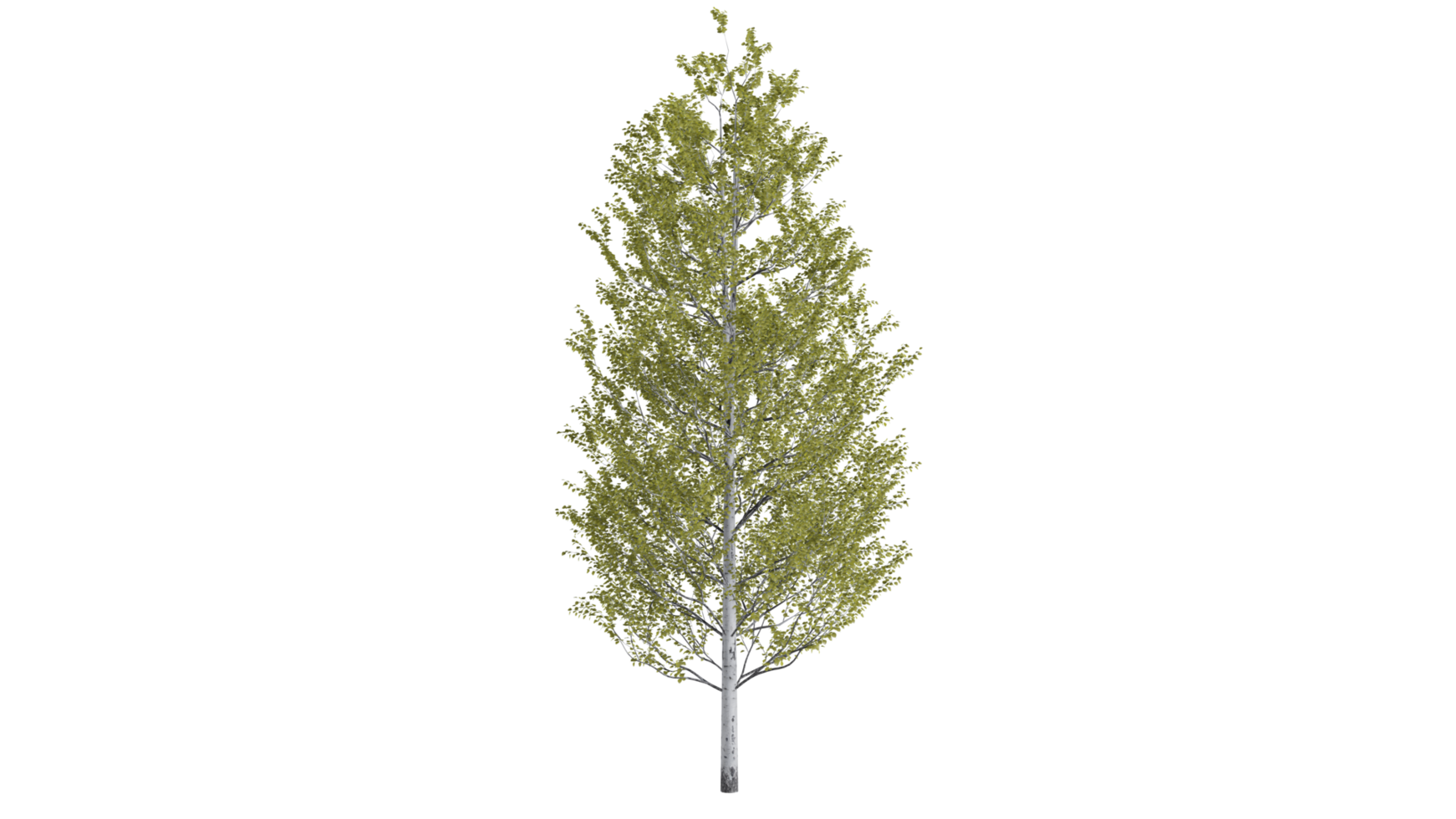 foresta di alberi 3d png