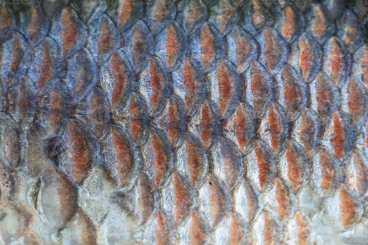 fondo de escamas de pescado foto