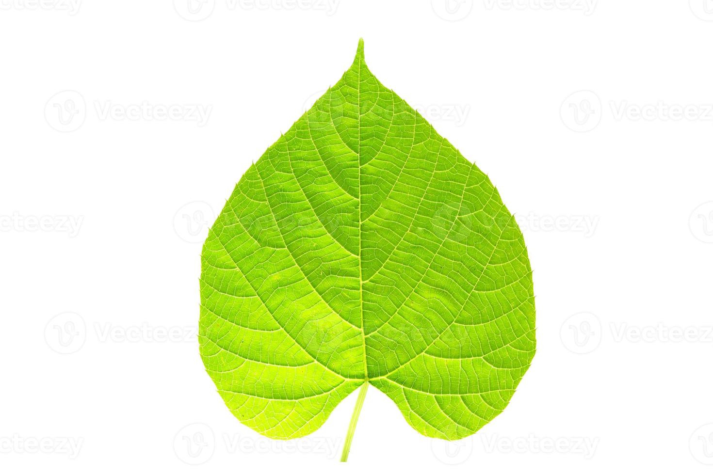 hoja verde en forma de corazón, que simboliza el amor por el medio ambiente foto