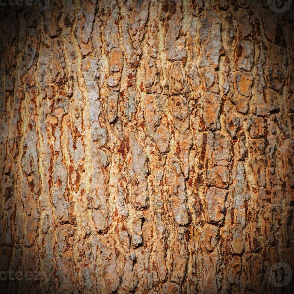 textura de corteza de árbol foto