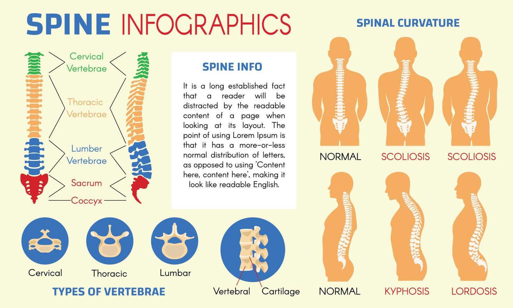 Human spine infographic, flat style vector