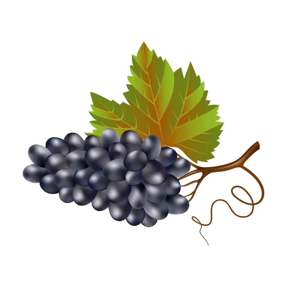 Blue wine ripe grapes with a leaf on a white background. A bunch of purple grapes close-up. Wine berries. Agricultural crop for winemaking. For logo, labels or icons. vector