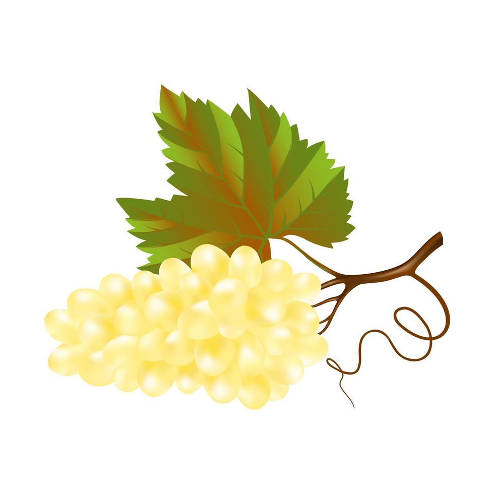 A bunch of wine white grapes with a leaf on a white background. 3d vector realistic illustration. Icon for decoration design.