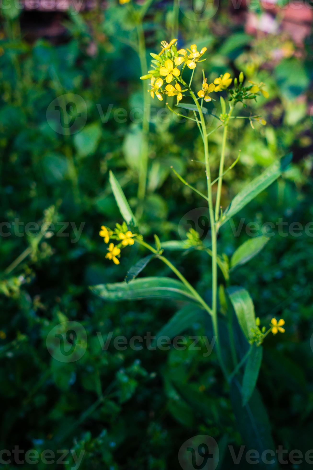 A closeup shot of Mustard Plant with blooming yellow flowers, leaves