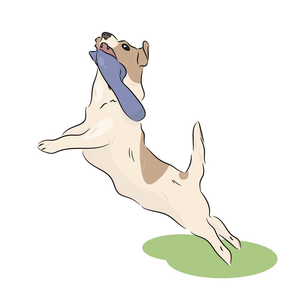 dog playing with a sock vector