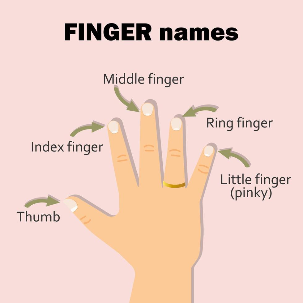 Finger names - thumb, index, middle, ring, little finger or pinky. Graphic design. vector