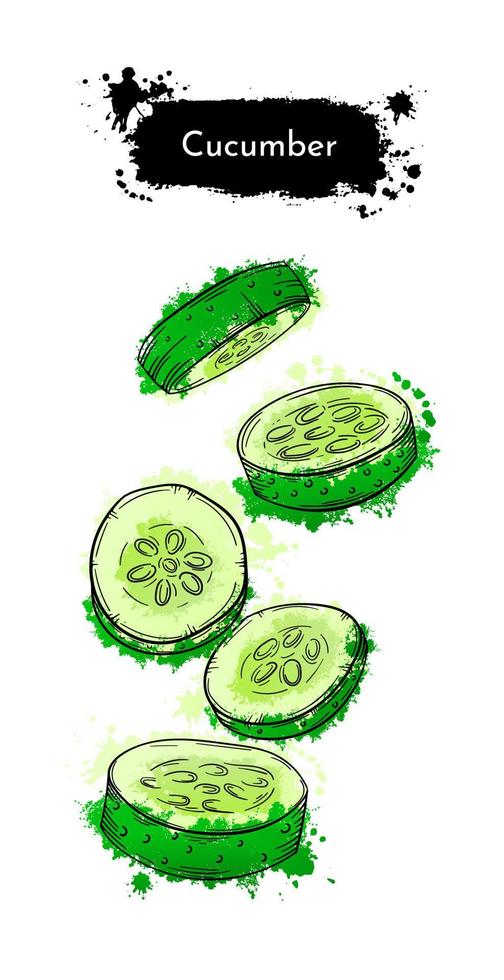 pepino en rodajas de verduras. boceto dibujado a mano pintura acuarela verde sobre fondo blanco. Ilustración de vector gráfico de marco de textura de tinta grunge. para menú, afiche o receta de ensalada