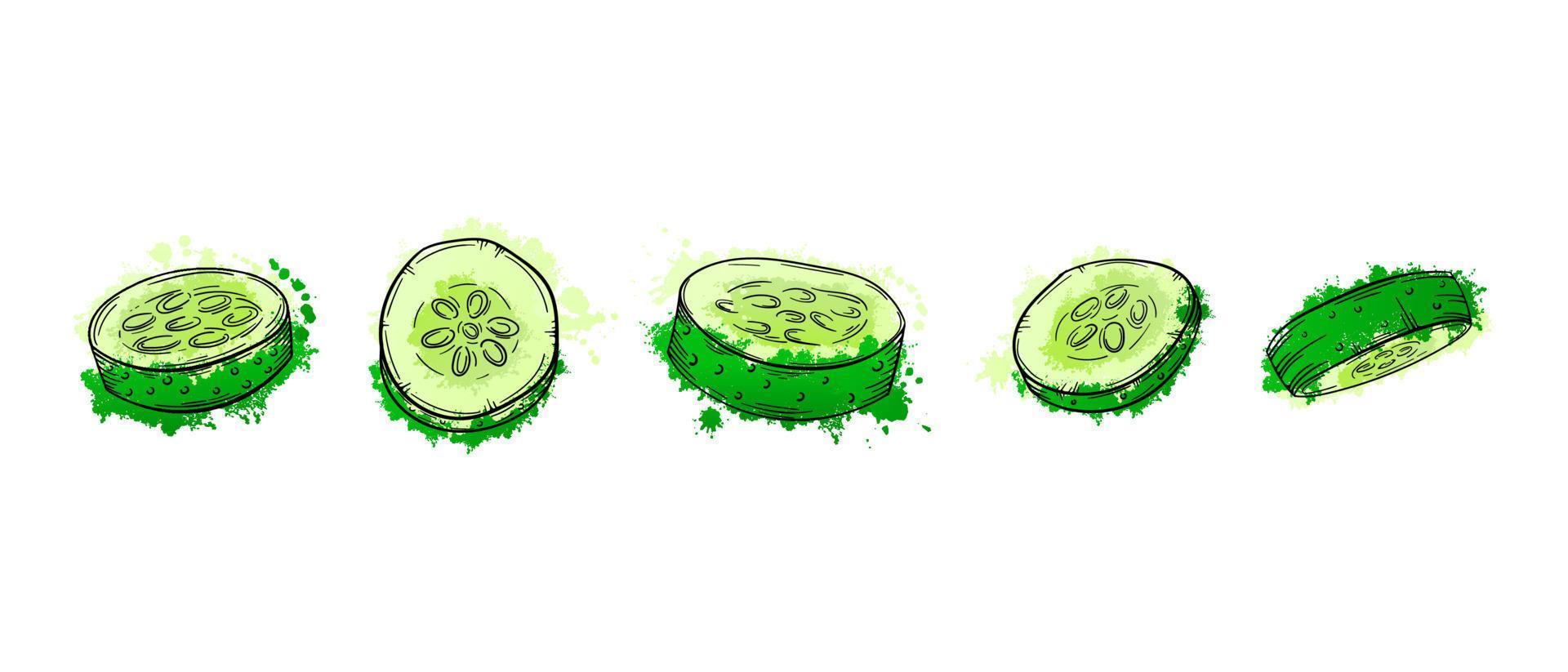 pepino en rodajas de verduras. boceto dibujado a mano pintura acuarela verde sobre fondo blanco. Ilustración de vector gráfico de textura grunge. para menú, afiche, pizza o receta de ensalada