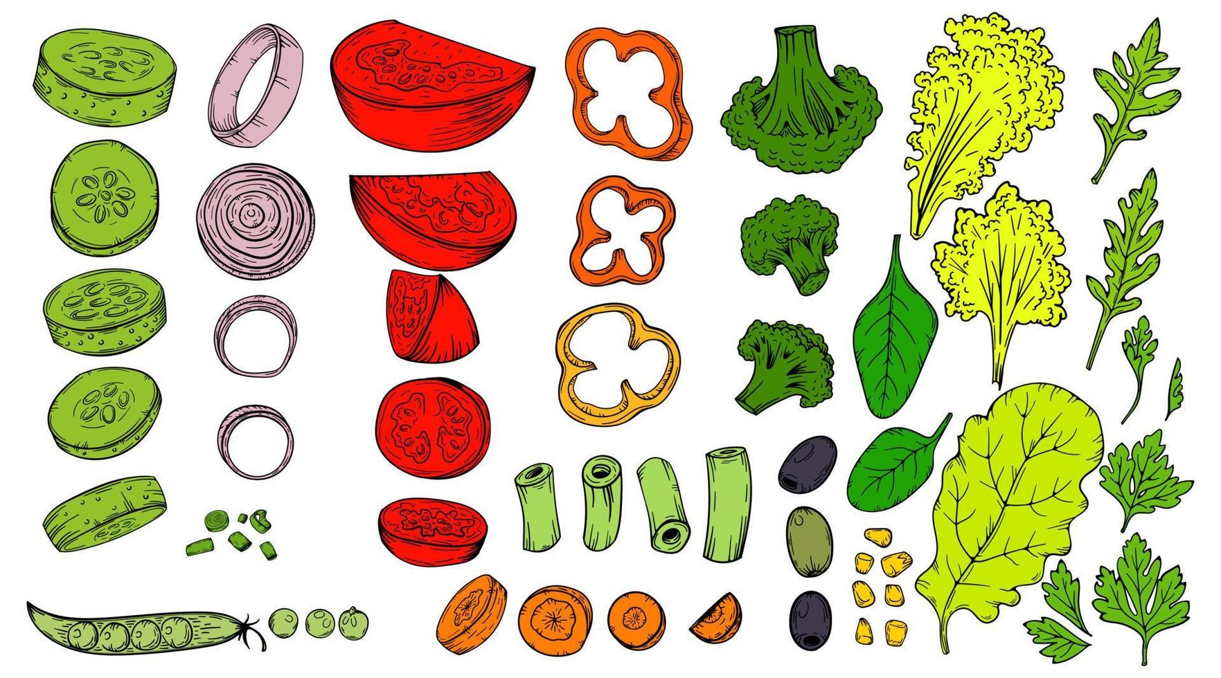 boceto vegetal establecido en vector. cosecha y acción de gracias colección de alimentos saludables de verduras en rodajas para restaurantes, menús, carteles y paquetes de comestibles cebolla, pimientos, berenjena, zanahoria, tomate. vector