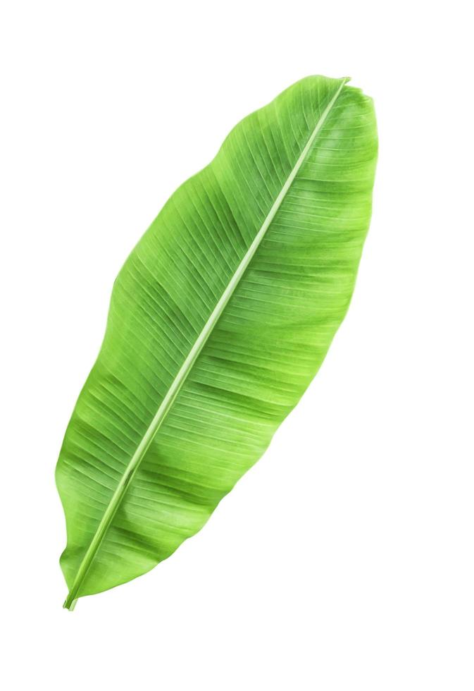 Banana leave isolated over white with CLIPPING PATH photo