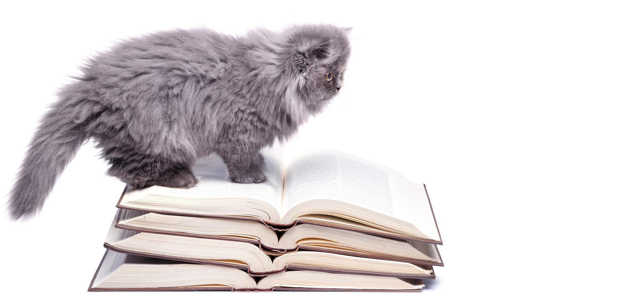 Cute little kitten and books photo