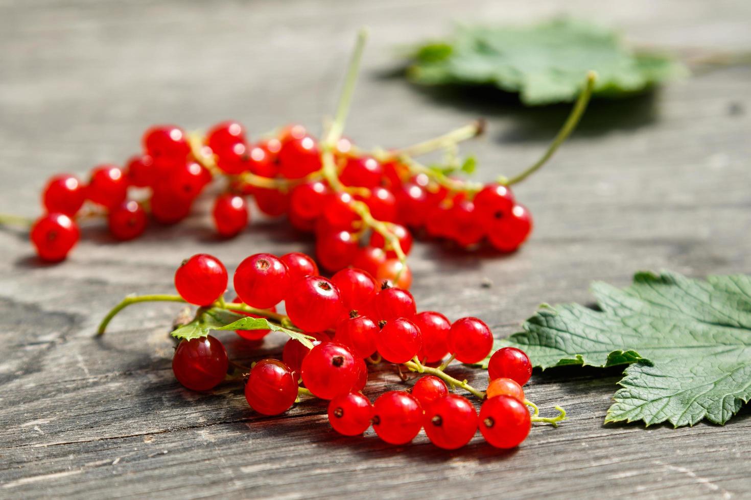 Red currant berries photo