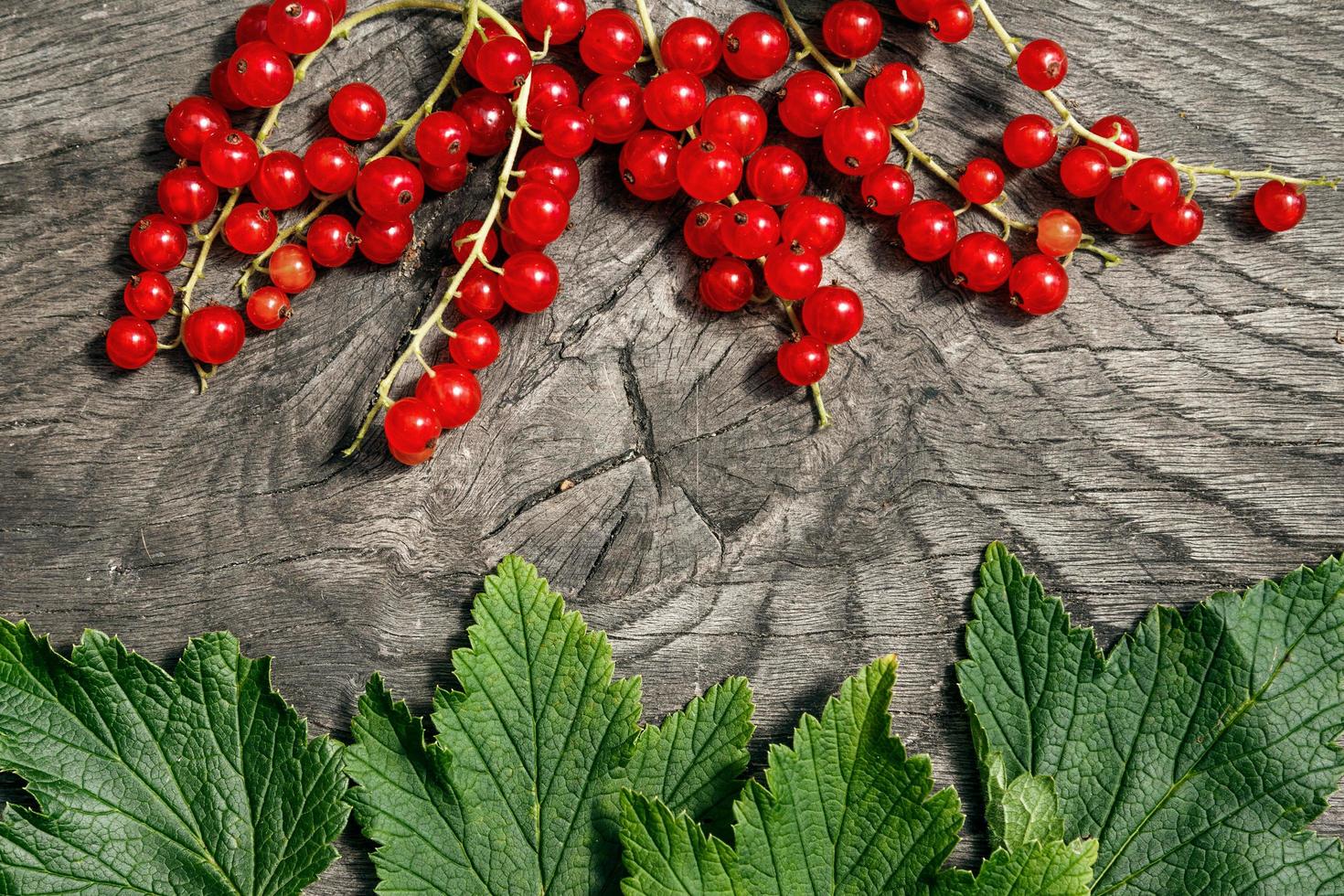 Red currant berries photo