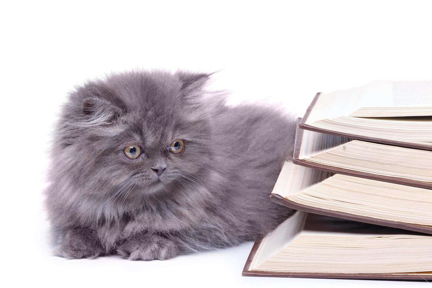 Cute little kitten and books photo