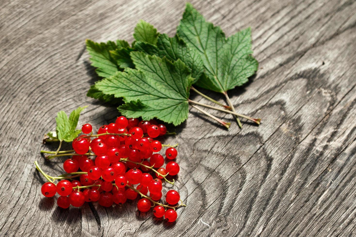 Red currant berries photo