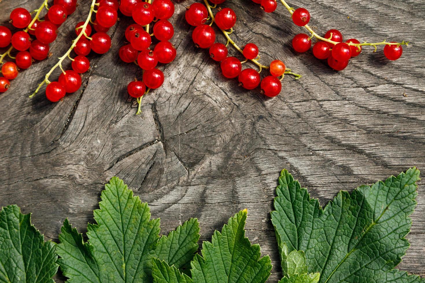 Red currant berries photo