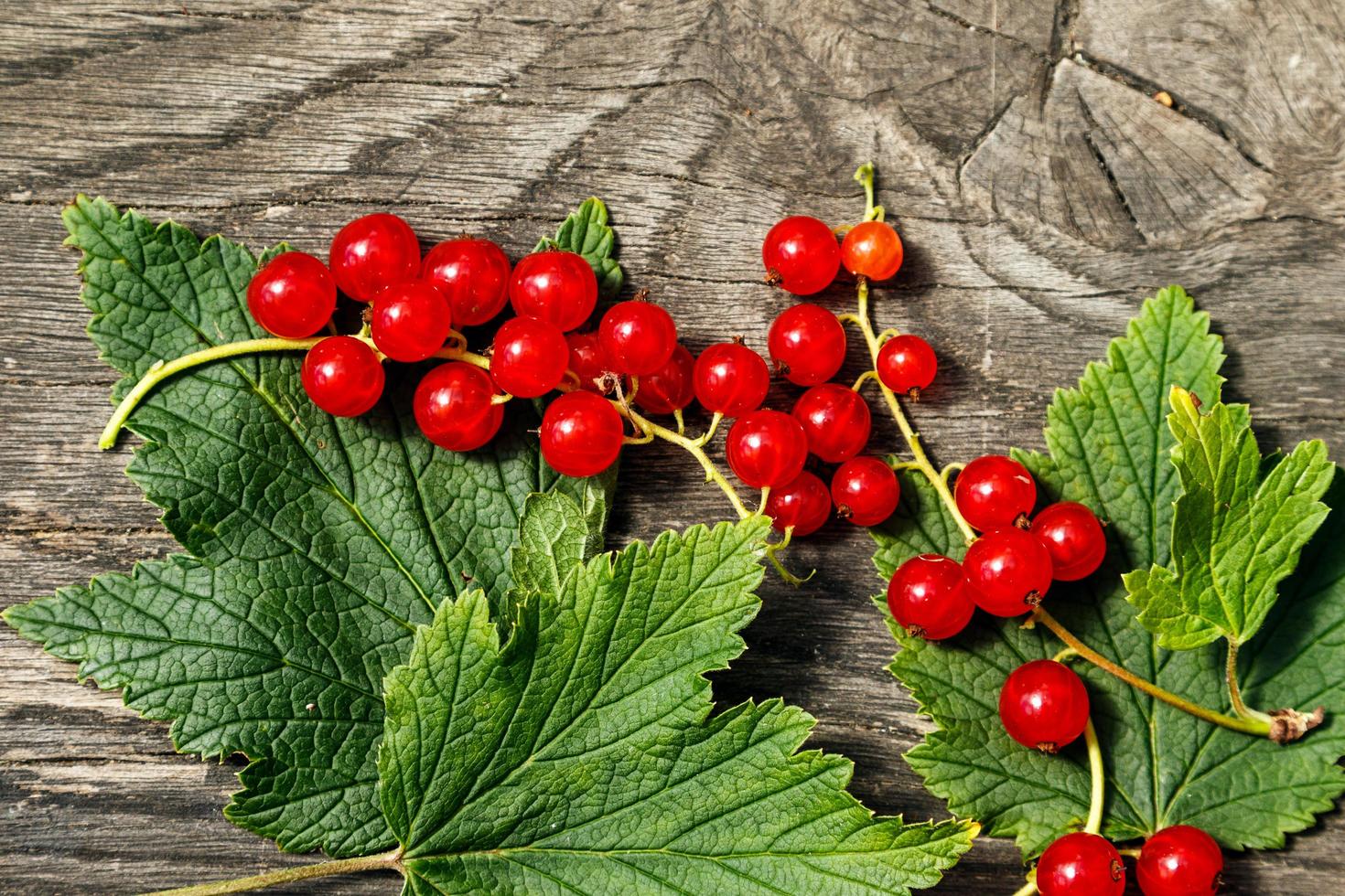 Red currant berries photo