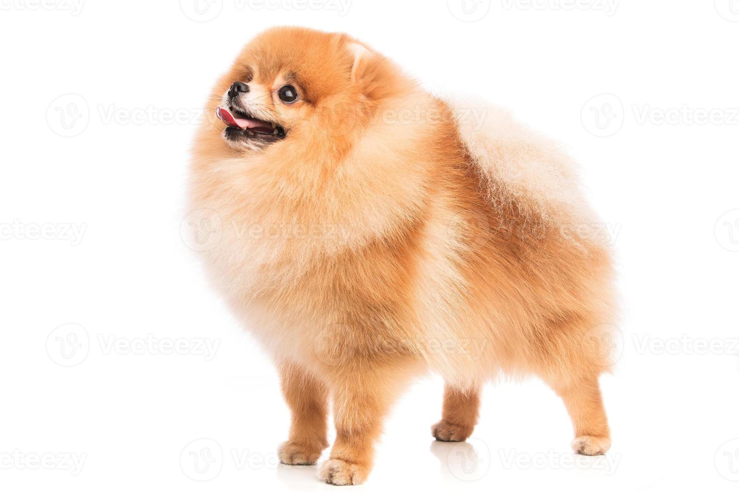 Cute pomeranian spitz photo