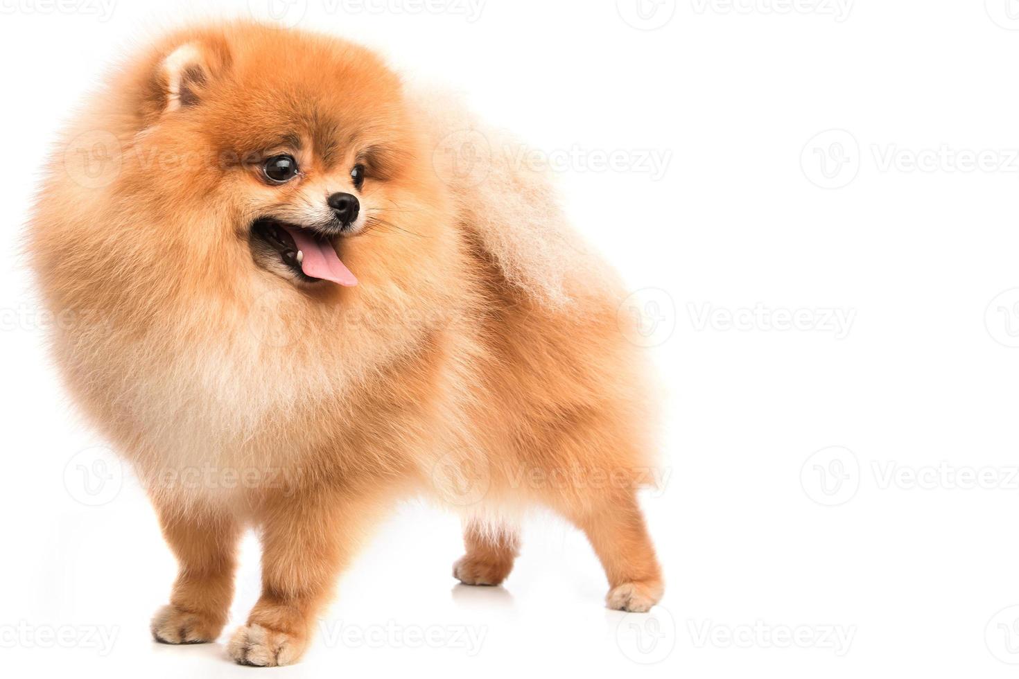 lindo pomerania pomerania foto