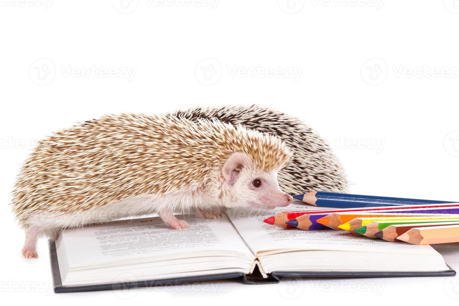 African hedgehog and book photo