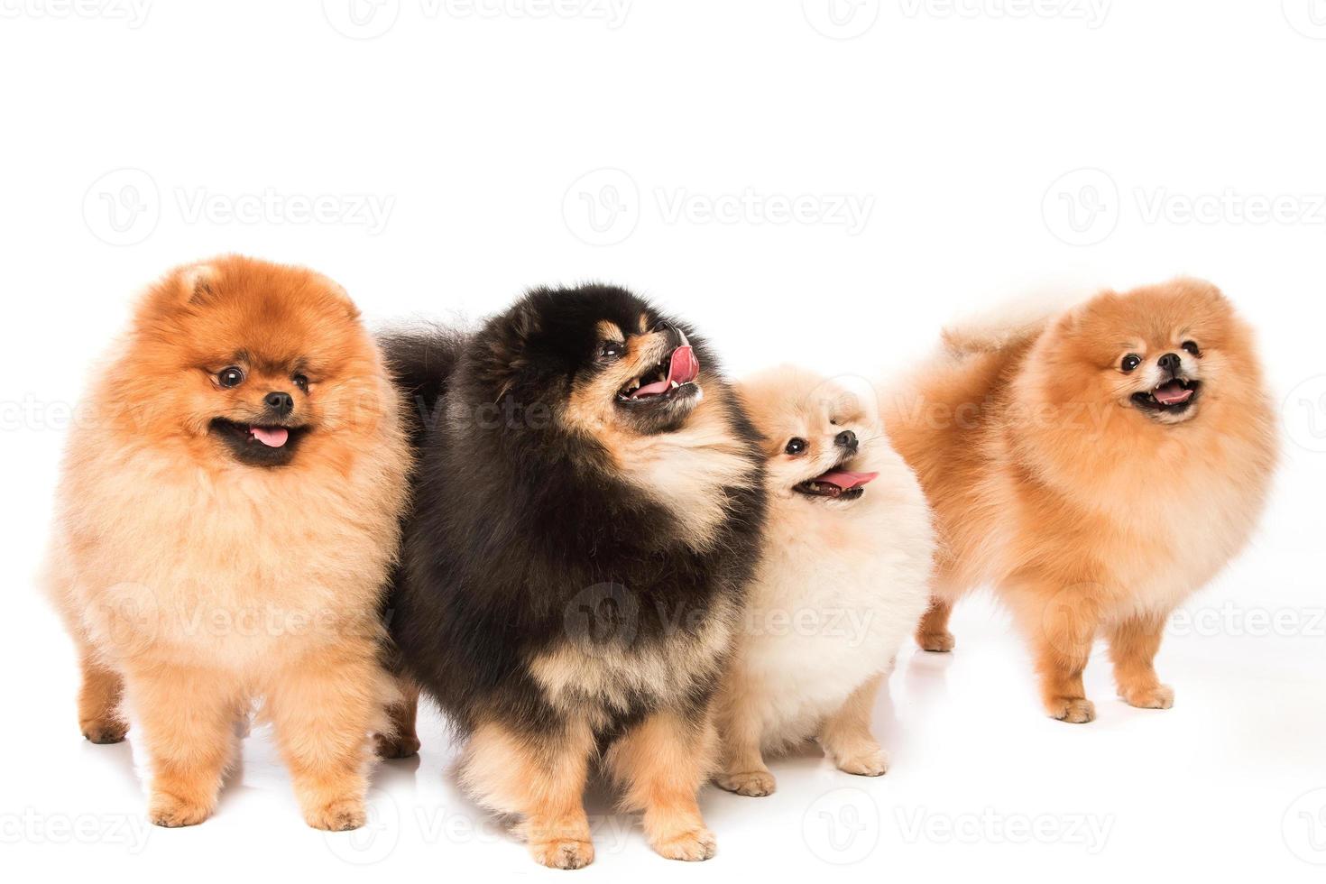 grupo de perros pomerania spitz foto