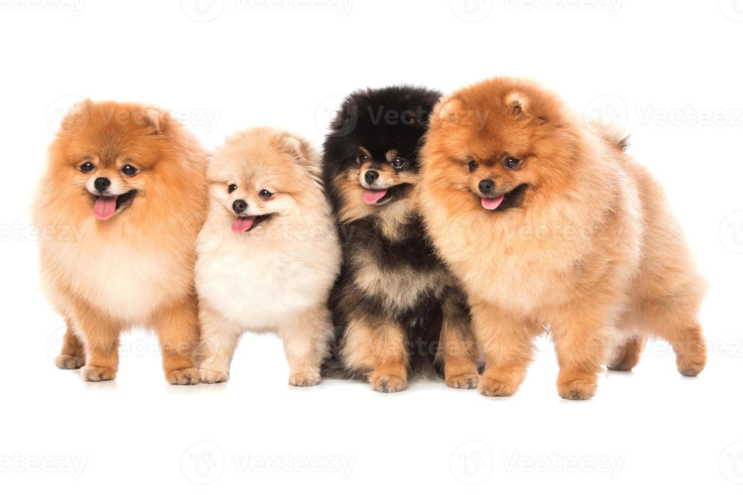grupo de perros pomerania spitz foto