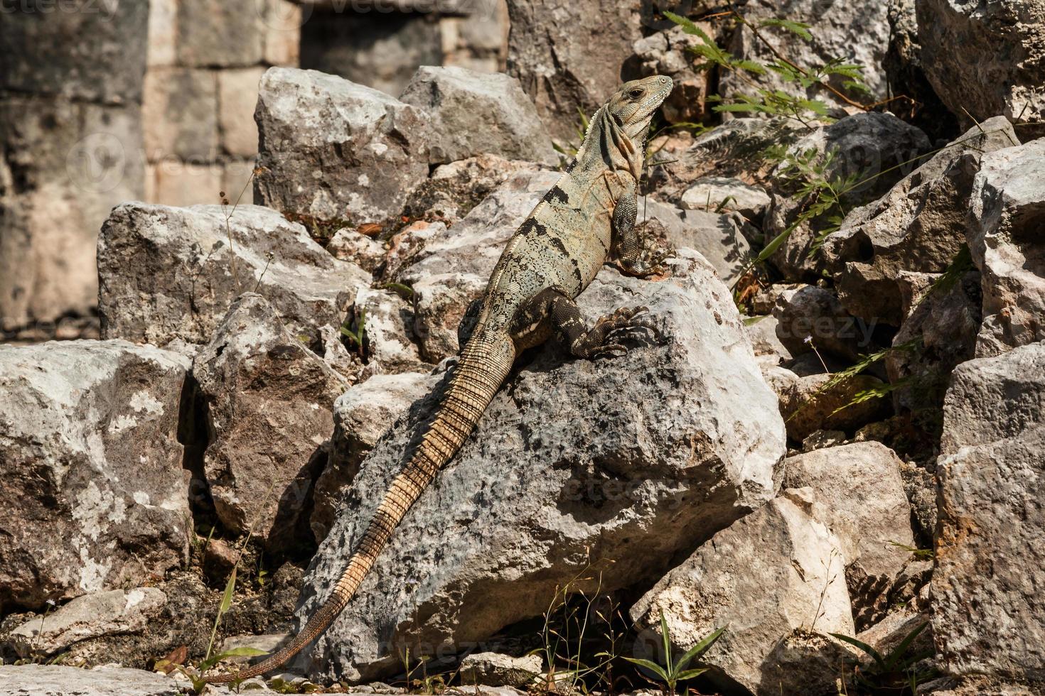 Black spiny-tailed iguana photo