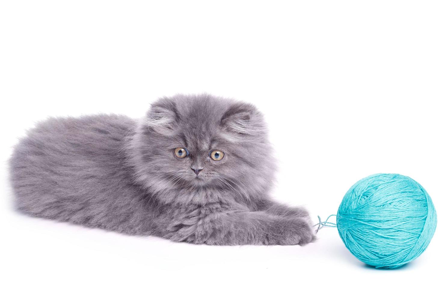 Cute little kitten and ball of yarn photo