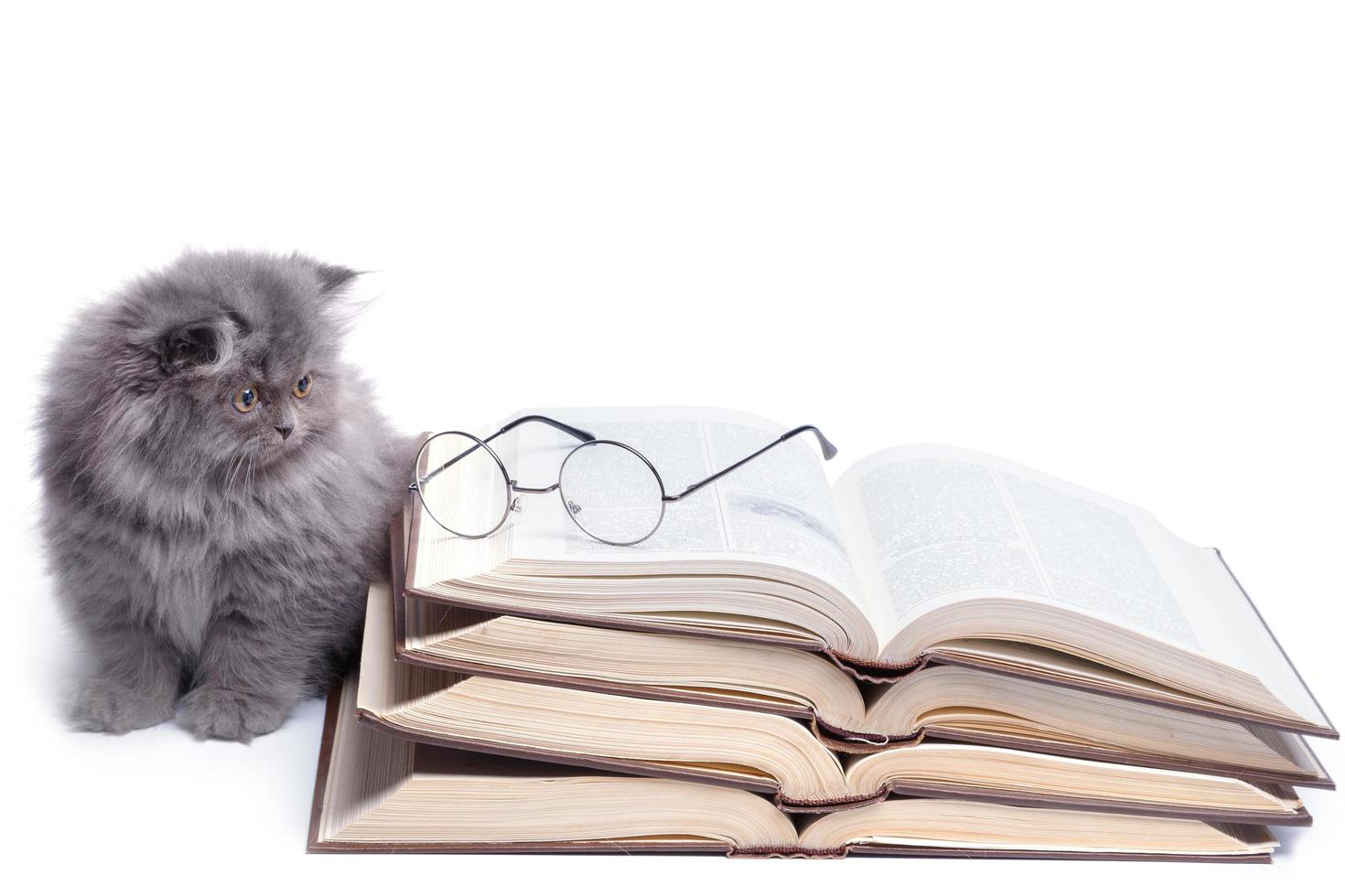 Cute little kitten and books photo