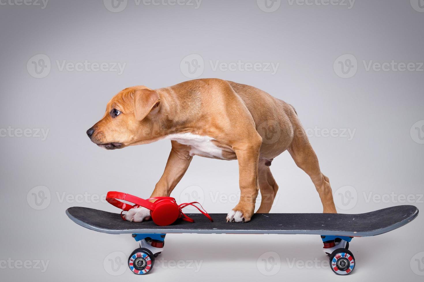 Staffordshire terrier puppy and skateboard photo