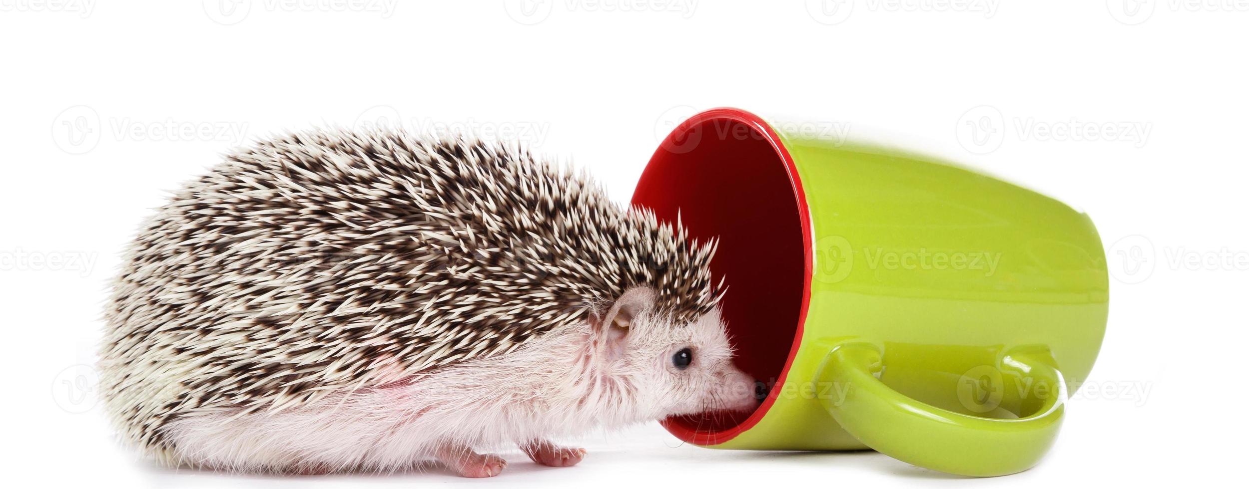 African hedgehog and green cup photo