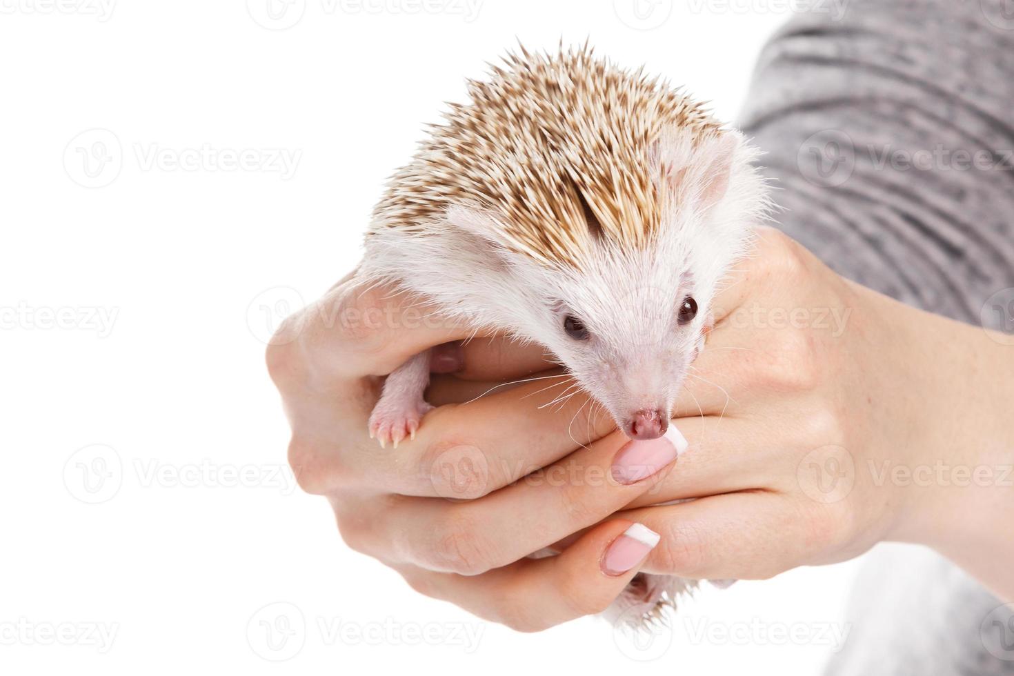 Small african hedgehog in female hands photo