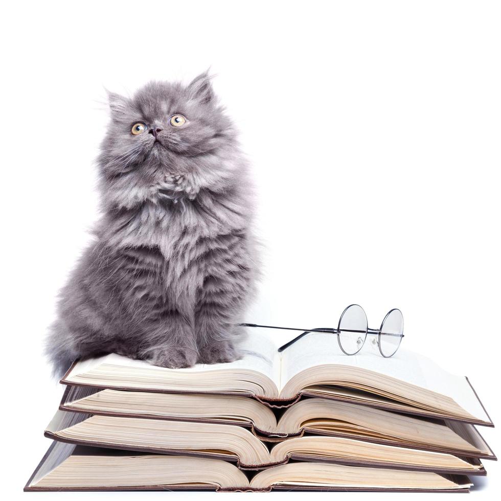 Cute little kitten and books photo