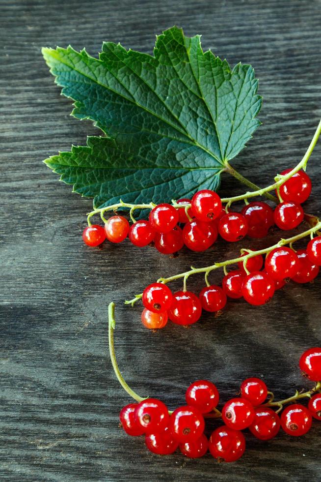Red currant berries photo