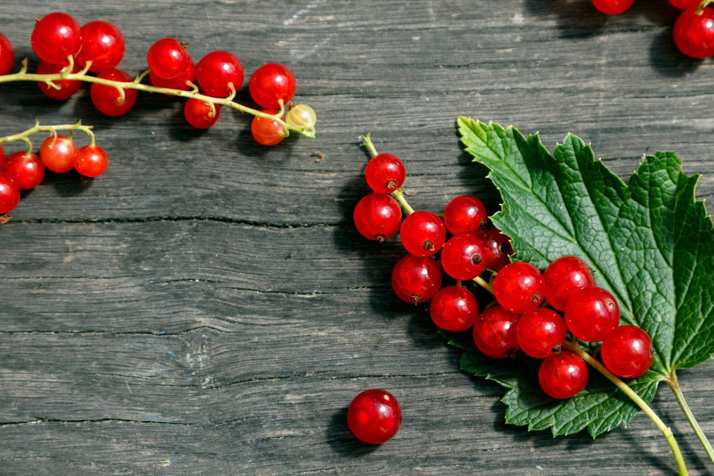 Red currant berries photo